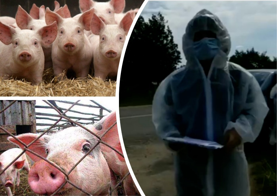 Московский суд обязал ярославского фермера отдать свиней на убой