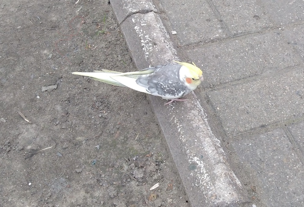 В Ярославле два дня ловили говорящего попугая