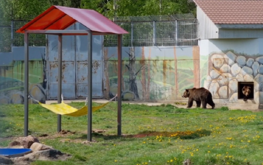 Медведям в ярославском зоопарке повесили гамак