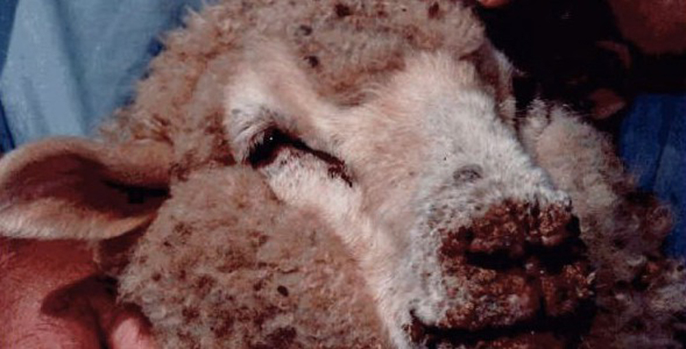 Из-за оспы в Ярославской области убили не менее 30 коз и овец