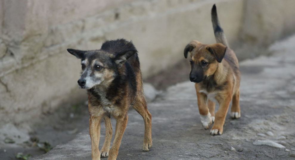 Бездомных собак из Ярославской области будут возить в Московскую. И обратно