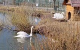 Лебедей из Ярославского зоопарка отправят в монастырь
