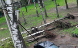 Сильный ветер в Ярославле повырывал деревья вместе с корнями