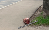 Ярославцев смутила голова животного на автобусной остановке