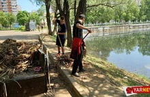«Мусор, мертвая рыба, крысы»: молодые ярославцы своими силами чистят пруды в Брагино