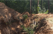 В Ярославле вырубают столетние деревья Воздвиженского бора