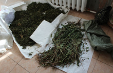 В Ярославской области наркополицейские во время операции «Мак-2013» уничтожили 300 килограмм конопли и мака