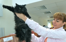 В Ярославле прошла международная выставка кошек. Фоторепортаж