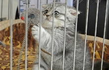 В Ярославле прошла международная выставка кошек. Фоторепортаж