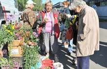 Жители Ярославля активно закупают саженцы плодовых деревьев и кустарников. Фоторепортаж