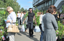 Жители Ярославля активно закупают саженцы плодовых деревьев и кустарников. Фоторепортаж