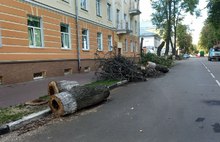 В Ярославле на Волжской набережной вырубают липы