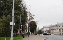 В Ярославле обсудили причины гибели деревьев в городе