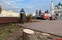 В Ярославле пилят ели возле здания областного правительства