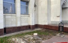 В Ярославле пилят ели возле здания областного правительства