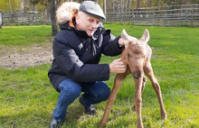 В ярославский зоопарк привезли осиротевших лосят