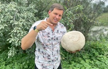 Ярославский депутат нашел редкий гриб-гигант