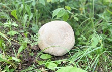 Ярославский депутат нашел редкий гриб-гигант