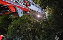 В Костроме полиция и МЧС сняли с дерева медведя