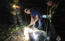 В Костроме полиция и МЧС сняли с дерева медведя