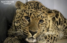 В Ярославском зоопарке будет жить леопард Баунти