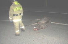 Ночью в Ярославской области погиб еще один лось – сбит в Гаврилов-Ямском районе