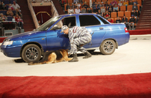 В Ярославле на манеже цирка выступили собаки-бойцы