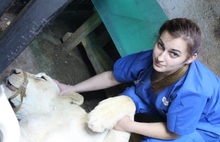 В Ярославском зоопарке белой львице сделали УЗИ