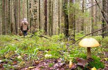 За прошедшие выходные в лесах Рыбинского района искали пятерых грибников