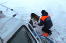 В Ярославле сотрудники МЧС спасли собаку