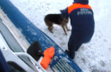 В Ярославле сотрудники МЧС спасли собаку