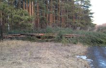 В Ярославле вырубают зеленые насаждения