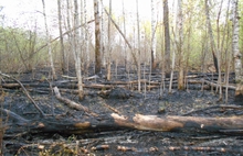 Под Ярославлем и Рыбинском горит лес