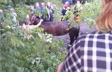 В Ярославле лошадь провалилась в открытый на дороге люк