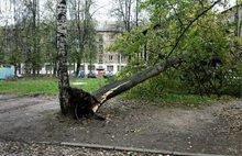 В Ярославле с последствиями урагана борется «Горзеленхозстрой»