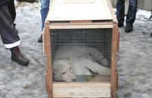Ярославский зоопарк отправил в Иваново двух белых львят