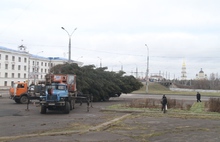 В Рыбинске установили живую ель