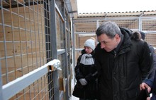 В Ярославле более тридцати потерявшихся животных вернулись домой из САХ