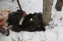 В Ярославской области произведен незаконный отстрел трех лосей