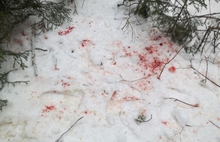 В Ярославской области произведен незаконный отстрел трех лосей