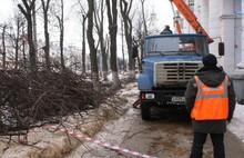 В Ярославле 350 деревьев опилят, 450 вырубят и 500 посадят