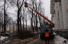 В Ярославле 350 деревьев опилят, 450 вырубят и 500 посадят