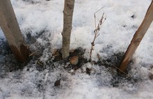 В Ярославле срубили под корень «Зеленую аллею памяти» и утащили памятный знак