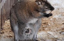 В Ярославском зоопарке кенгуренок «вышел в люди». Фоторепортаж