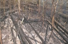 В Ярославской области ликвидировали очередной очаг лесного пожара
