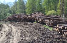 В Некоузском районе «черные лесорубы» вырубили 15 тысяч кубометров леса