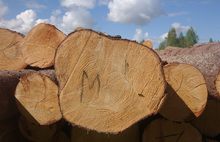 В Некоузском районе «черные лесорубы» вырубили 15 тысяч кубометров леса