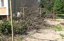 Во дворах Ярославля идет тотальная вырубка деревьев