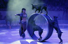 В ярославском цирке новая программа - «Звездный десант»