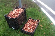 В Ярославле высаживают 20 тысяч луковиц тюльпанов